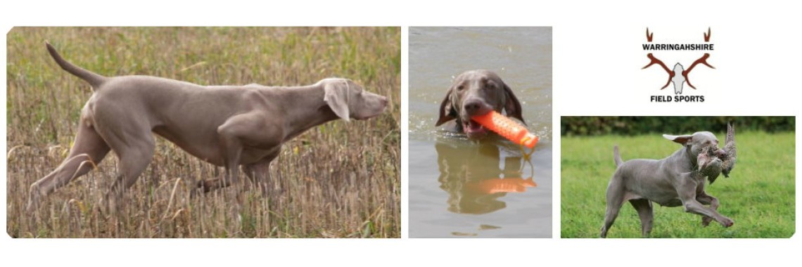 Gundog01